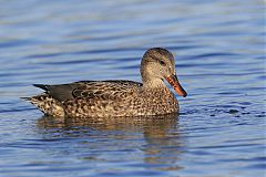 Gadwall